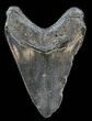 Bargain, Megalodon Tooth - South Carolina #38738-1